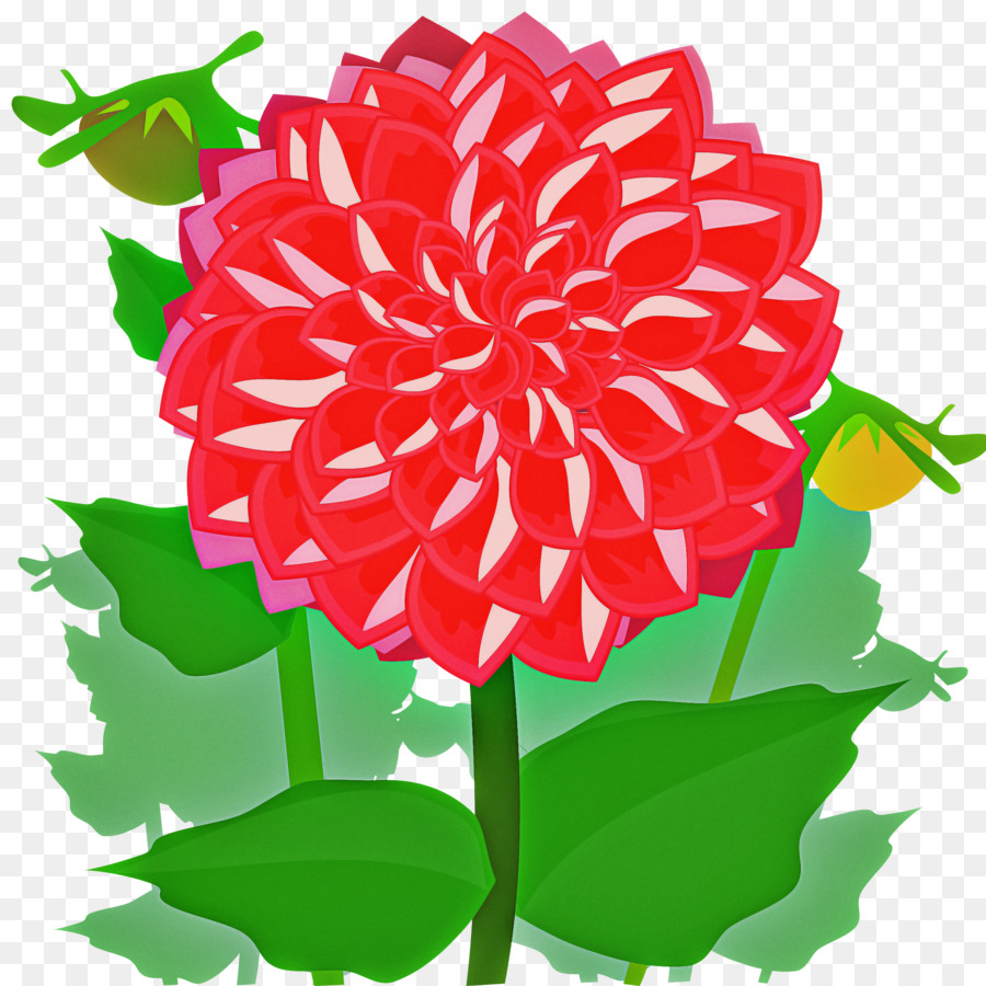 cây hoa thược dược cánh hoa cẩm chướng - 