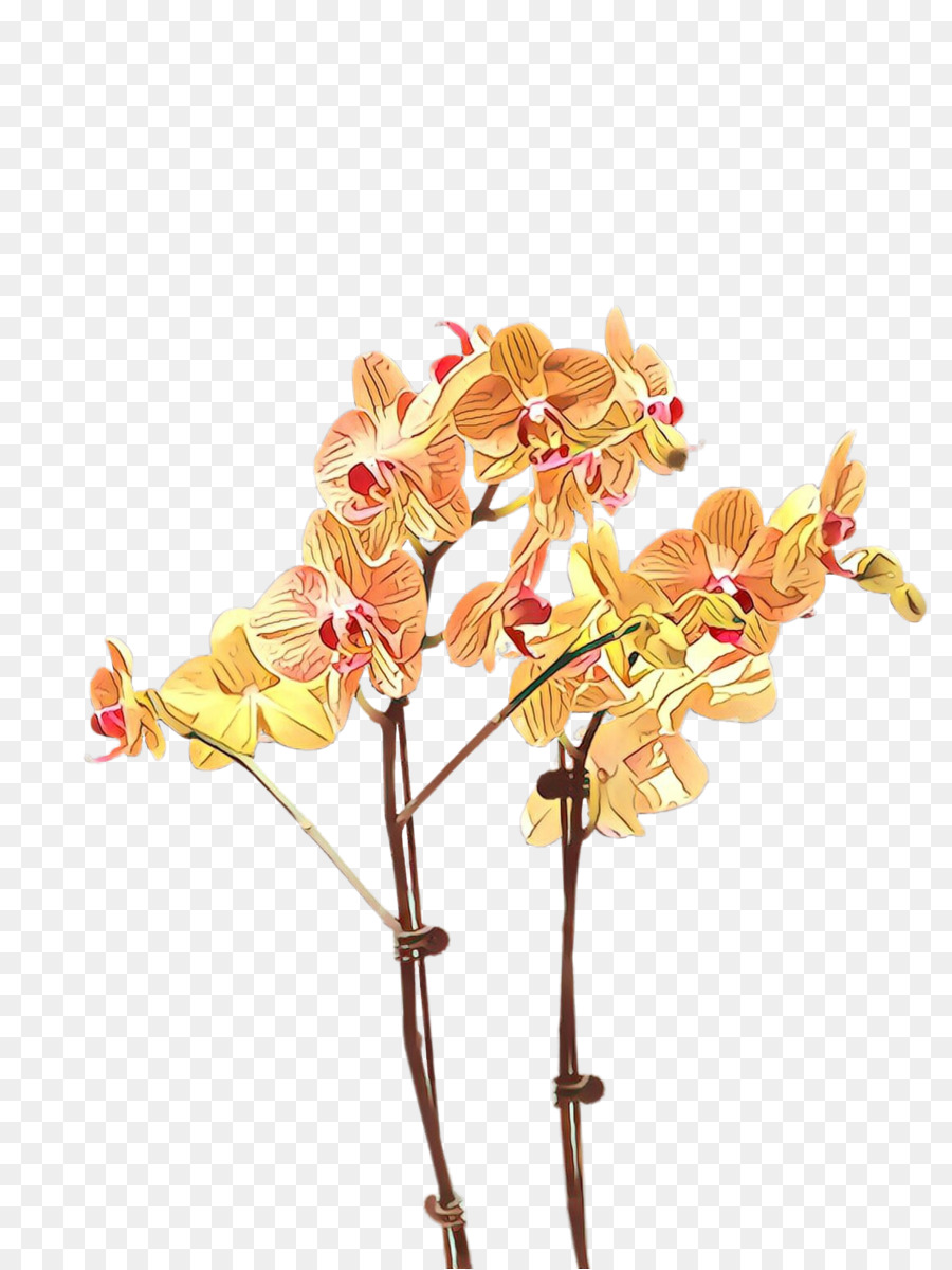 flower plant moth orchid cut flowers branch