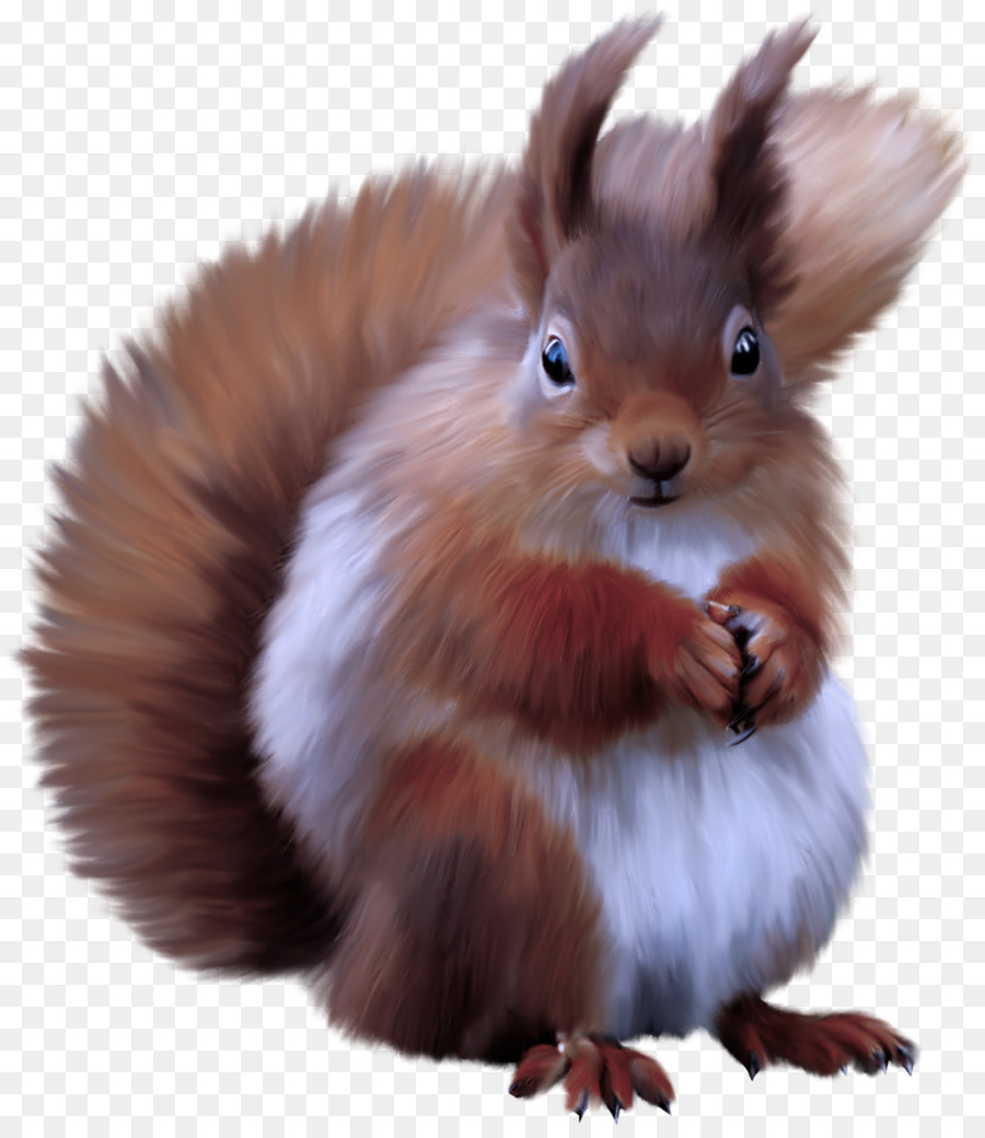coda di baffi scoiattolo scoiattolo rosso eurasiatico - 