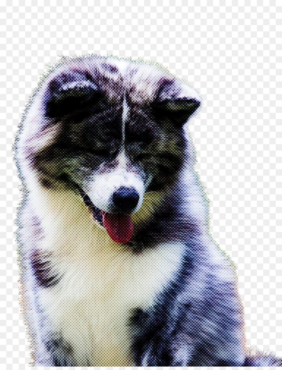 con chó akita alaskan malamute canadian eskimo con chó siberian husky - 