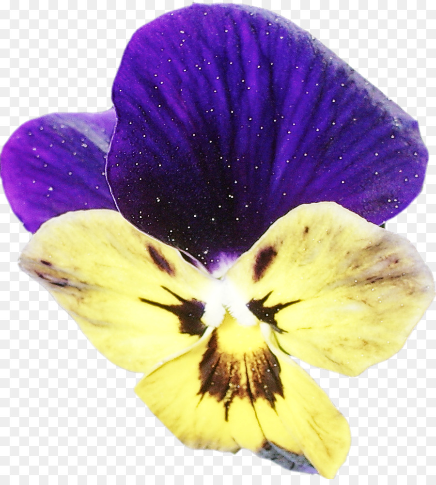 Blütenviolett Blütenblatt lila Pflanze - 