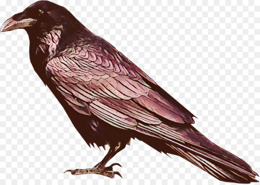 bird raven beak crow european starling