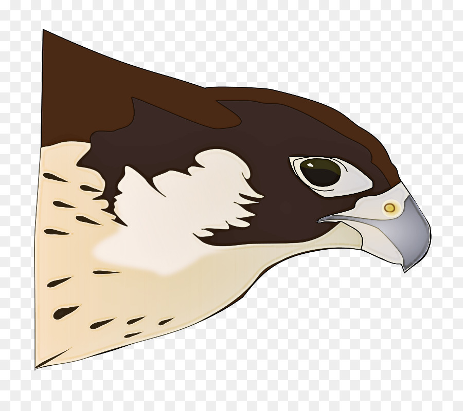 bird peregrine falcon eagle hawk bird of prey