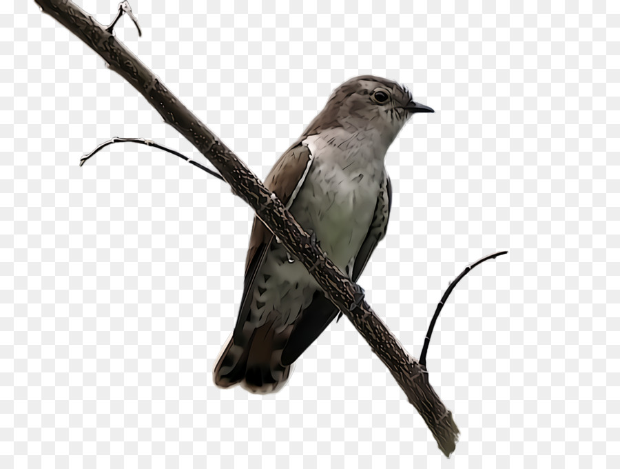 Kolibri - 