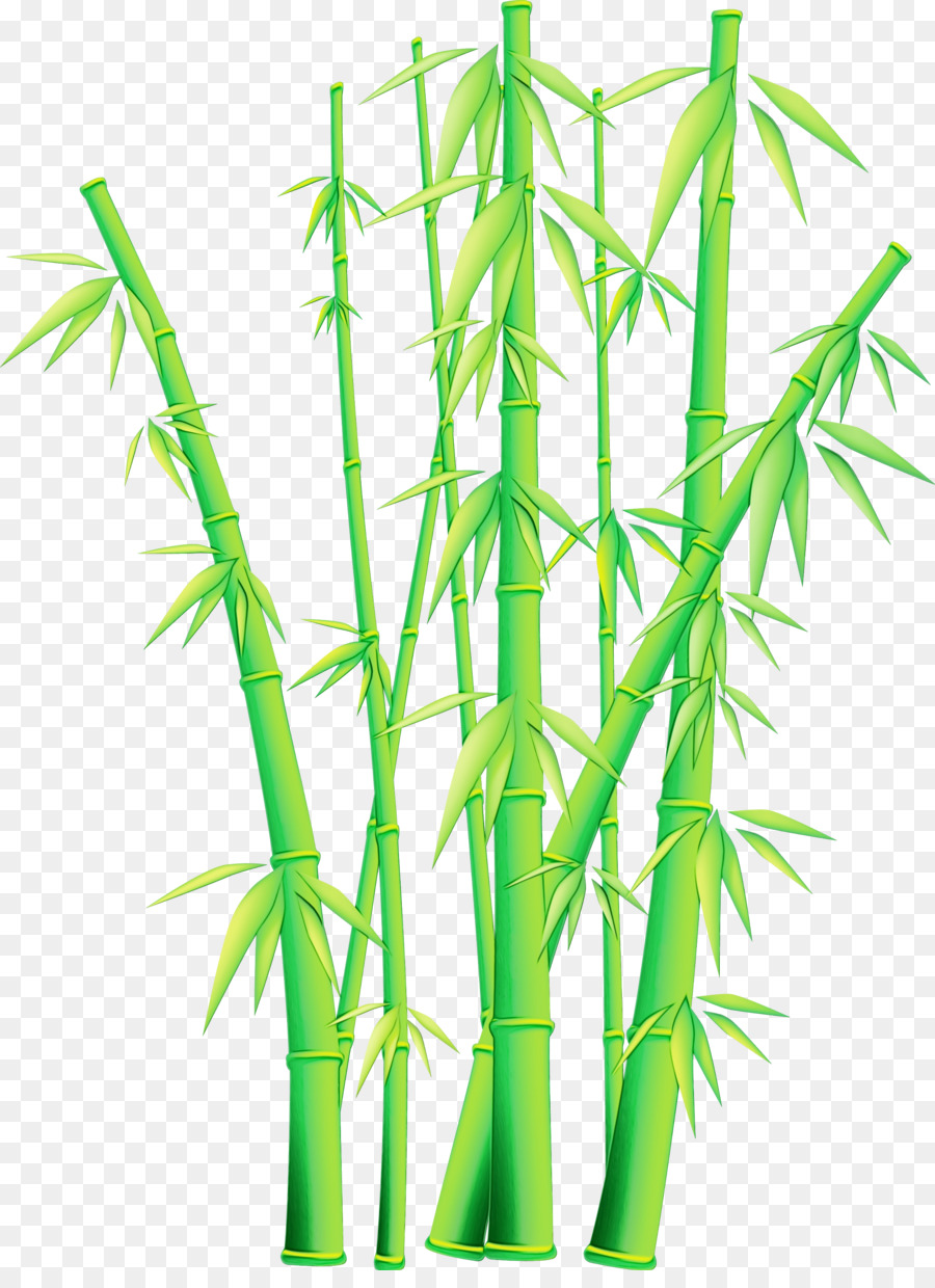 bamboo plant stem plant grass family grass