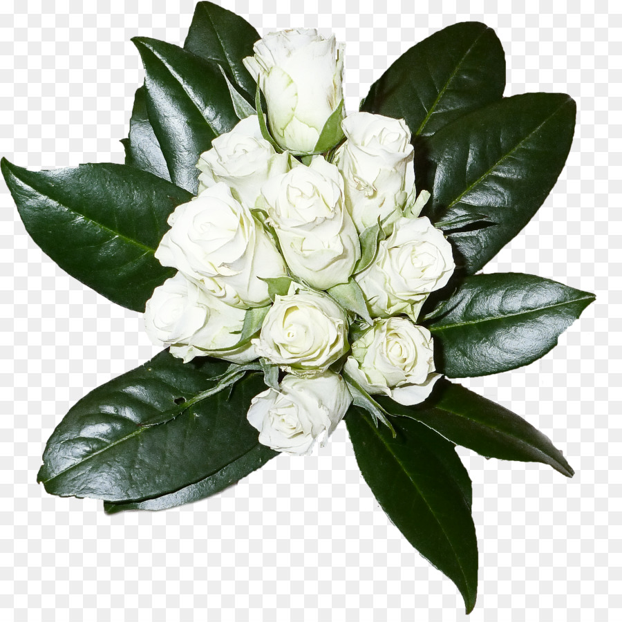 petalo di gardenia della foglia della pianta del fiore - 
