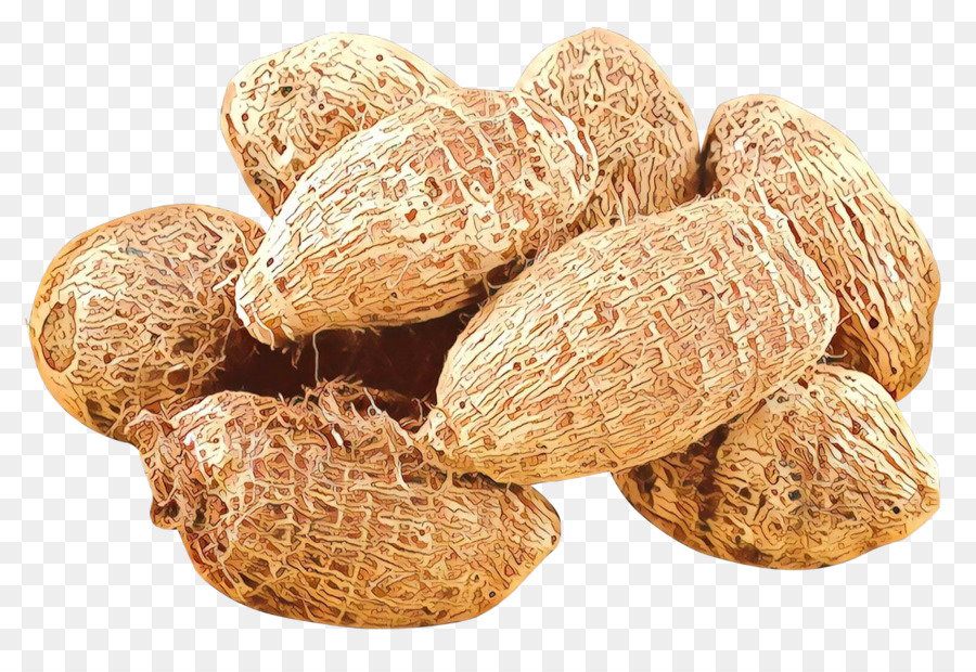 nut peanut plant food zedoary