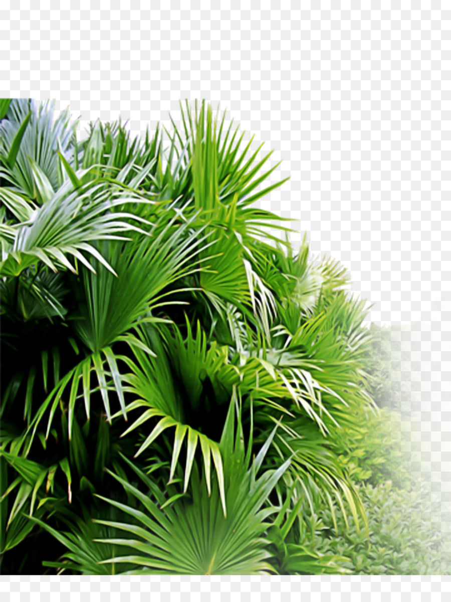 albero di palma - 