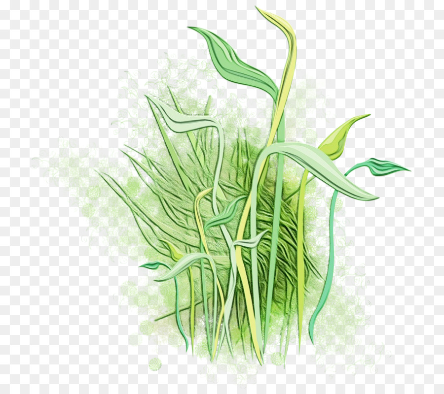 Gras Pflanze Gras Familie Blatt Pflanze Stamm - 