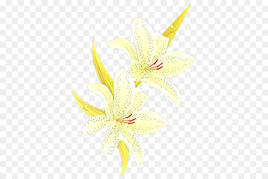 weiße Blume Lilie gelbes Blütenblatt - 