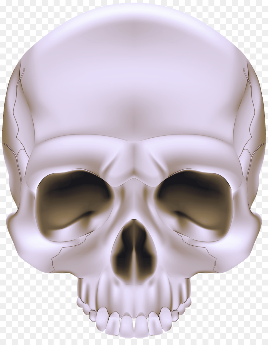 bone skull face head jaw