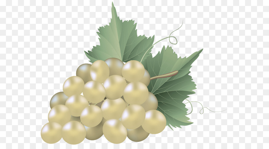 foglia d'uva pianta della vite famiglia delle foglie d'uva - 