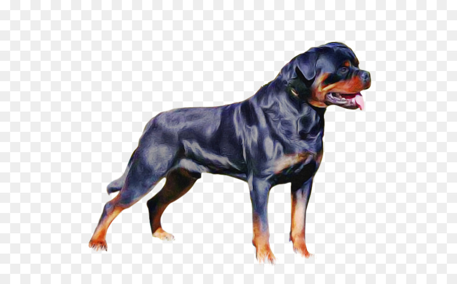 cane rottweiler cane da lavoro molossi gigante cane di razza - 