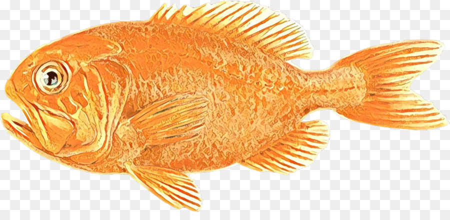 coda di pesce rosso pesce tilapia pesce - 