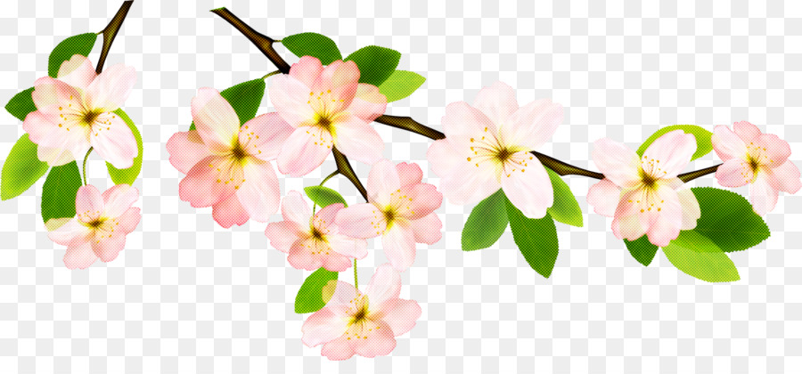 Kirschblüte - 