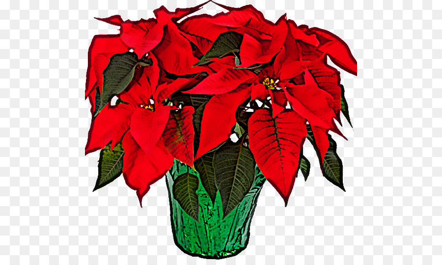 foglia rossa della pianta della stella di Natale del fiore - 