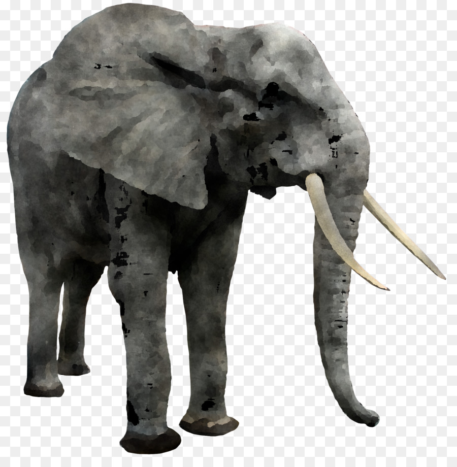 elefante indiano - 
