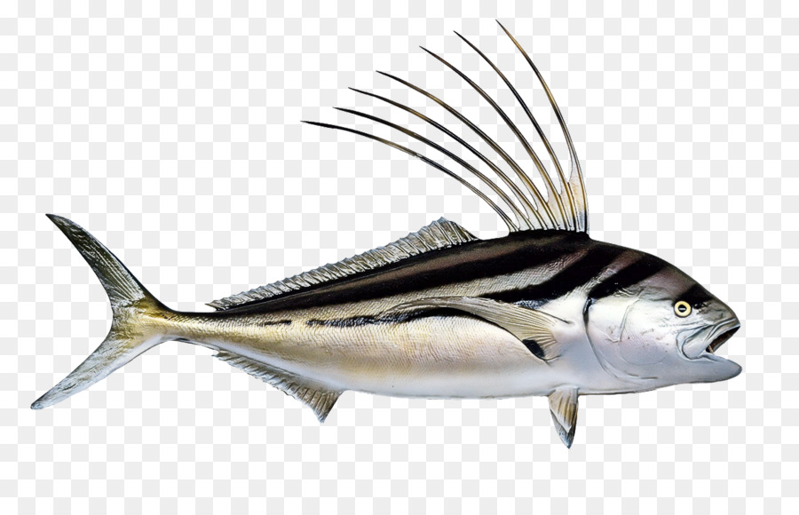 fisch fischflosse albacore fisch marlin - 