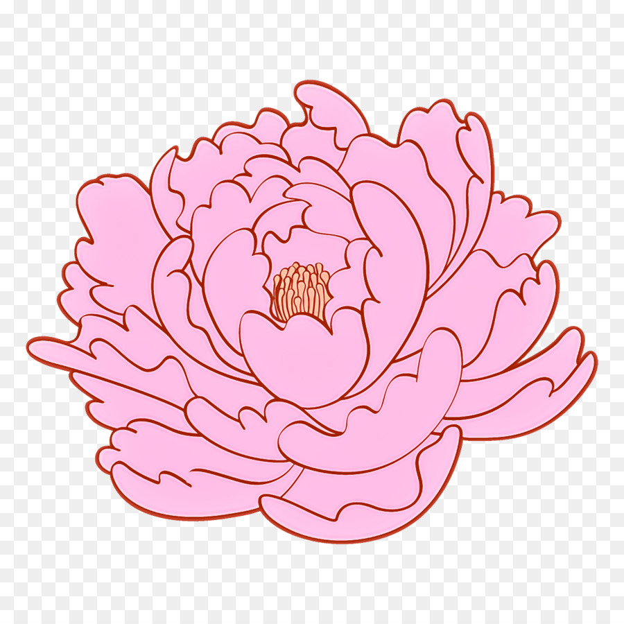 famiglia rosa del loto della pianta del fiore del petalo - 