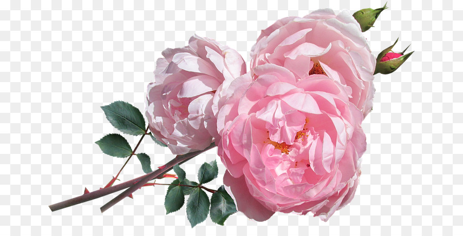 Le rose da giardino - peonie banner png