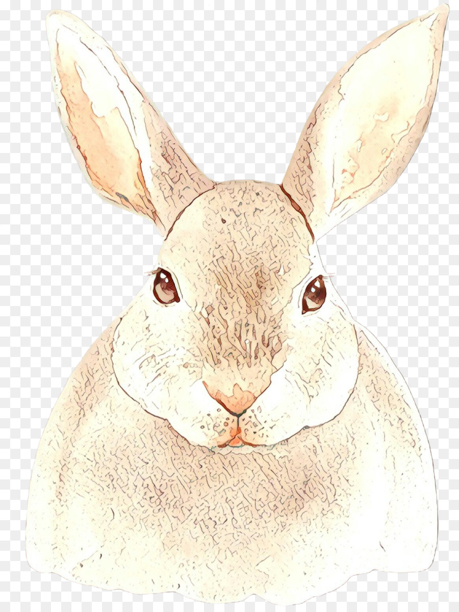 Kaninchen Mountain Cottontail Kaninchen und Hasen Hase Schnauze - 