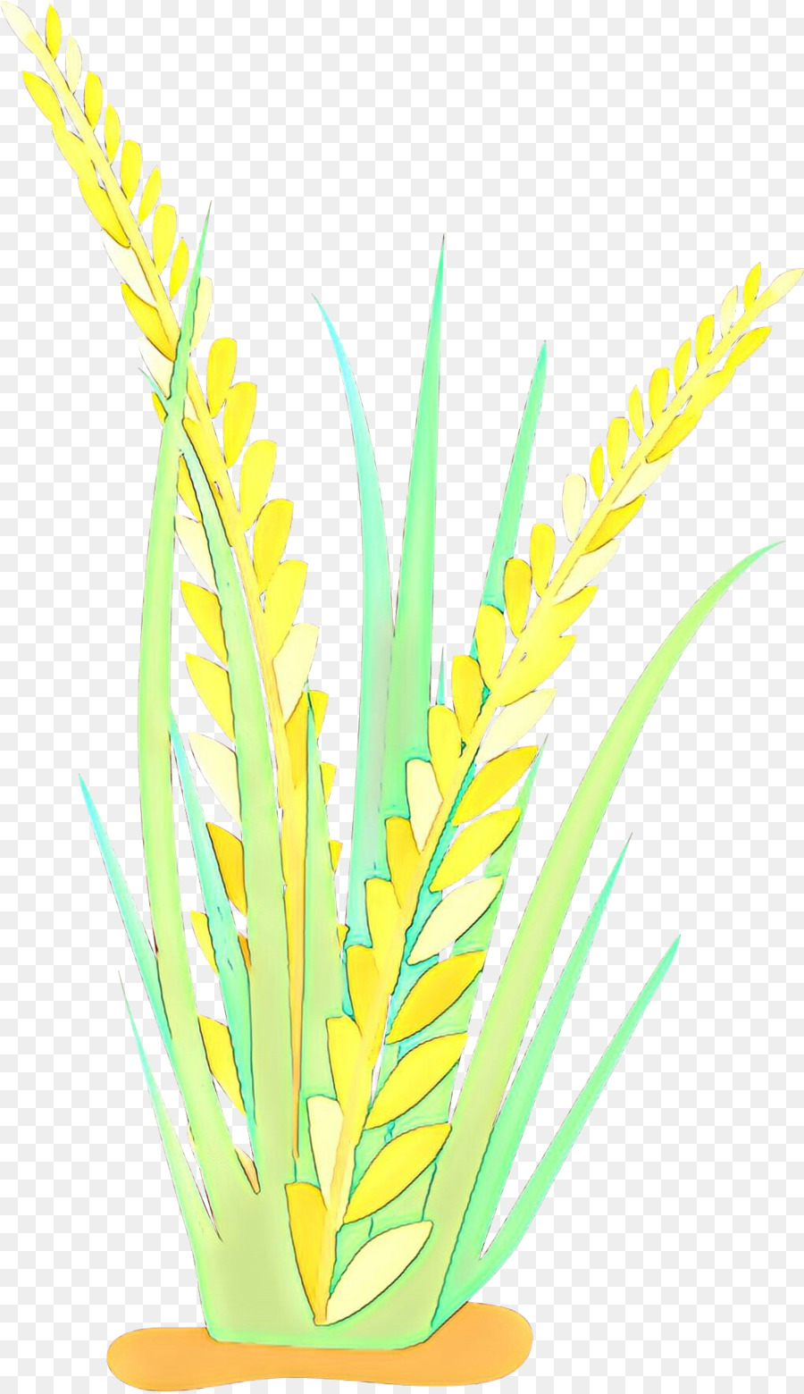 yellow grass plant grass family leaf