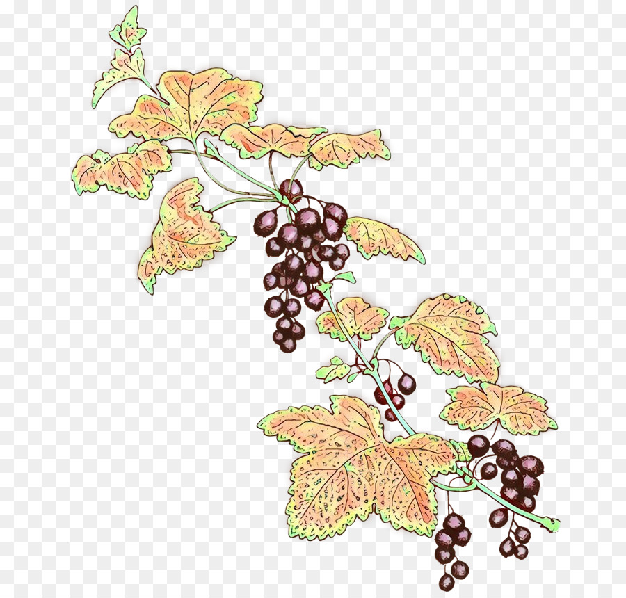 grape leaves grape leaf grapevine family plant