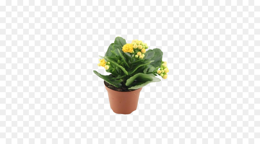 vaso di fiori pianta pianta d'appartamento gialla - cornice estiva kalanchoe