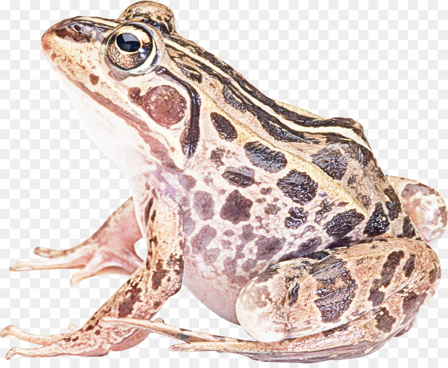 frog true frog toad bullfrog northern leopard frog