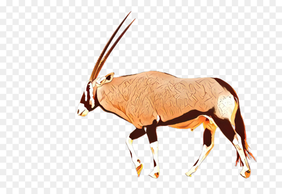 antilope orice gemsbok fauna selvatica famiglia capra-mucca - 