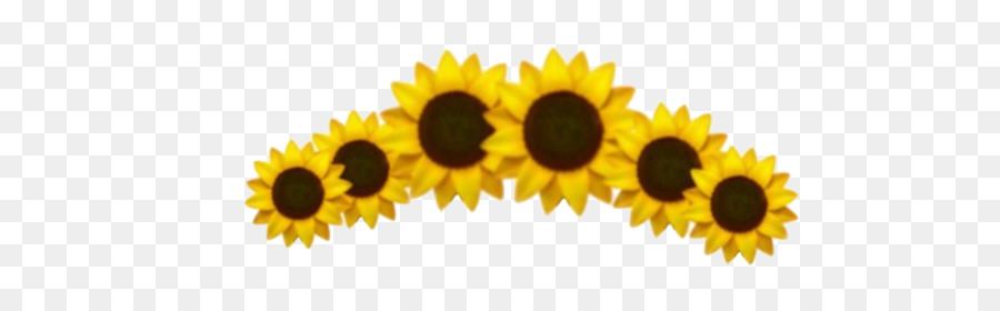 Sonnenblume - gelber ästhetischer png transparenter Hintergrund
