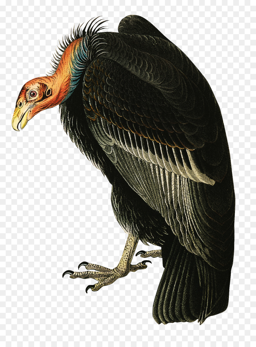 chim kền kền mỏ condor california condor - 
