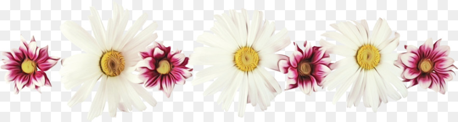 fiori recisi fiore rosa petalo di pianta - 