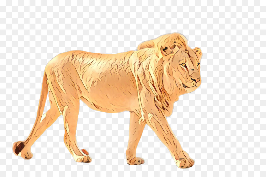 sư tử động vật hoang dã masai sư tử gầm - 