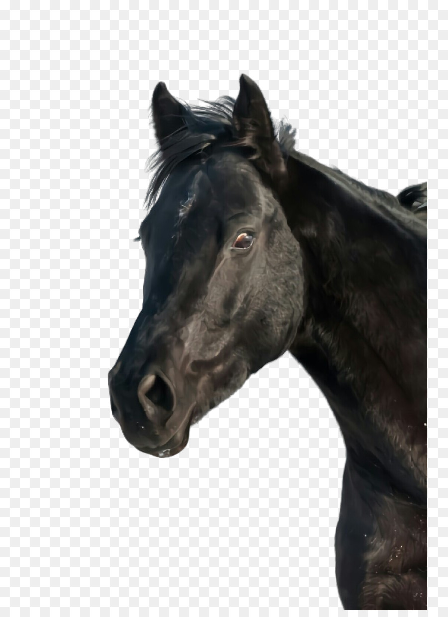 horse head mane snout mare