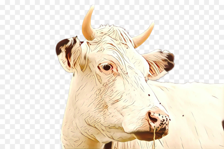 horn bovine head snout dairy cow