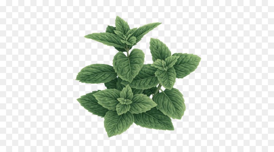 leaf plant flower herb mint