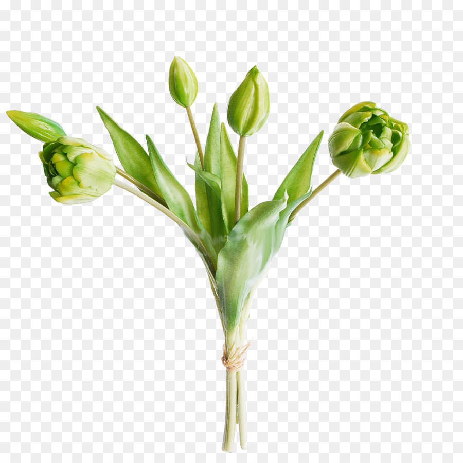 flower plant bud pedicel plant stem
