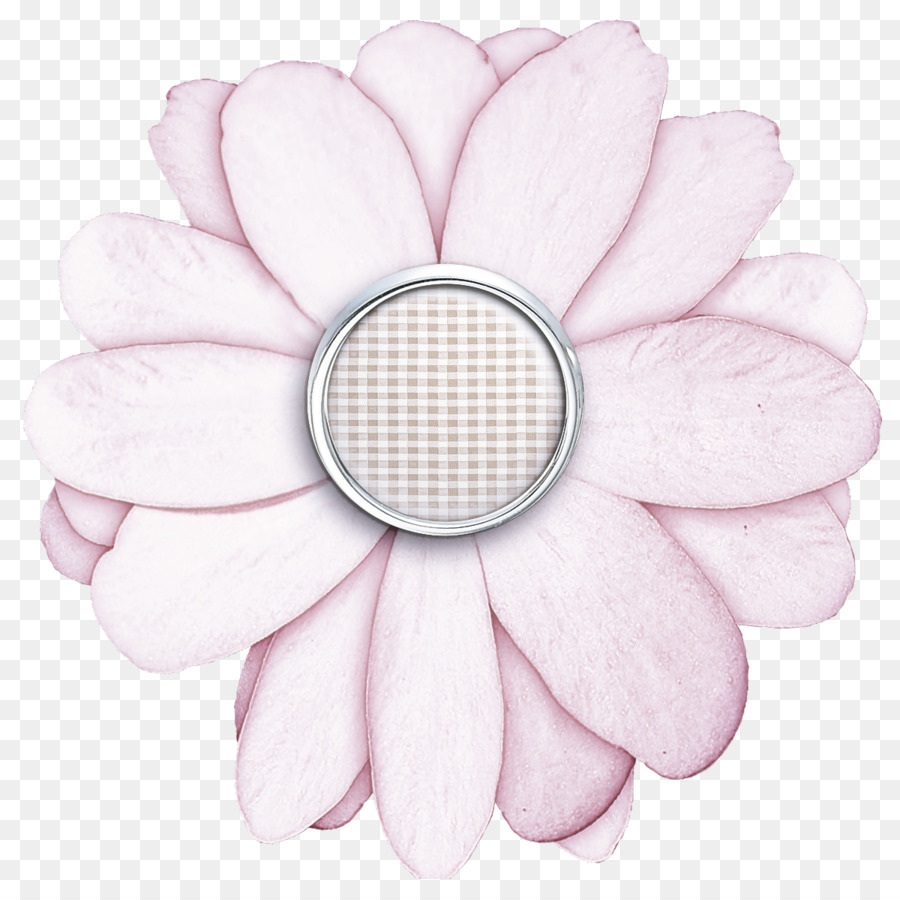 Blütenblatt weiße rosa Blume Pflanze - 