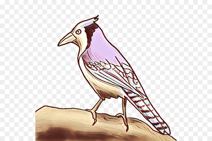 Vogelschnabel Jay Perching Bird Songbird - 