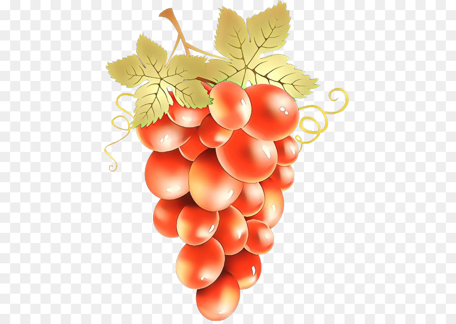 traubenkernlose Fruchtfrucht-Weinstockfamilienanlage - 