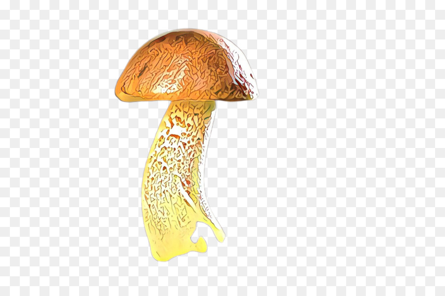 mushroom penny bun bolete edible mushroom agaricus