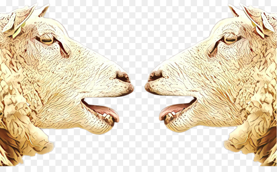 goats nose livestock snout animal figure