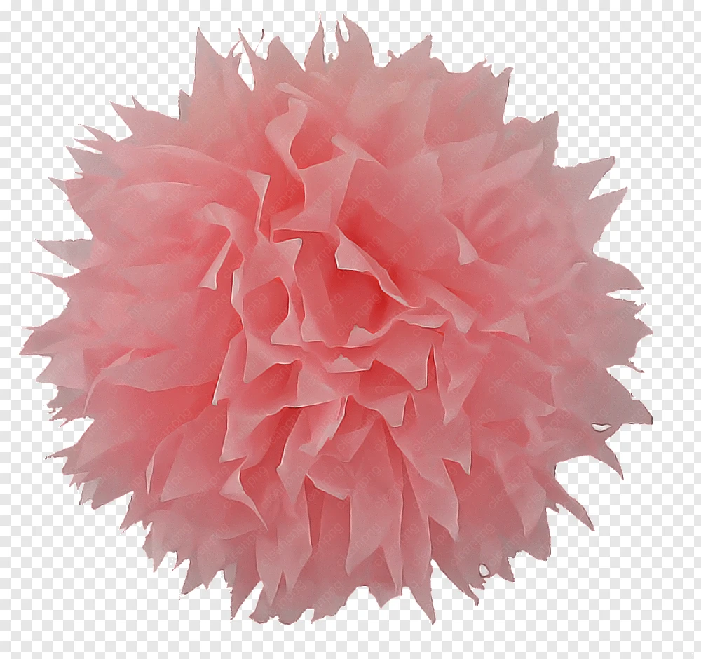 pink pom-pom petal plant cheerleading