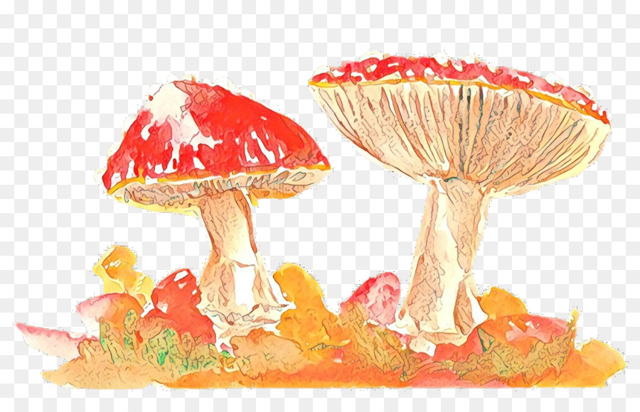 mushroom agaric agaricomycetes fungus