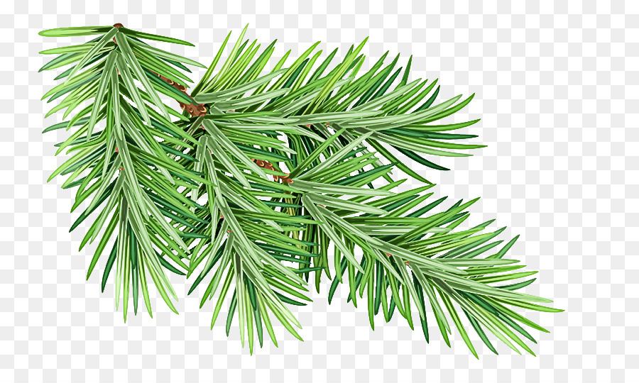 shortleaf black spruce columbian spruce balsam fir jack pine yellow fir