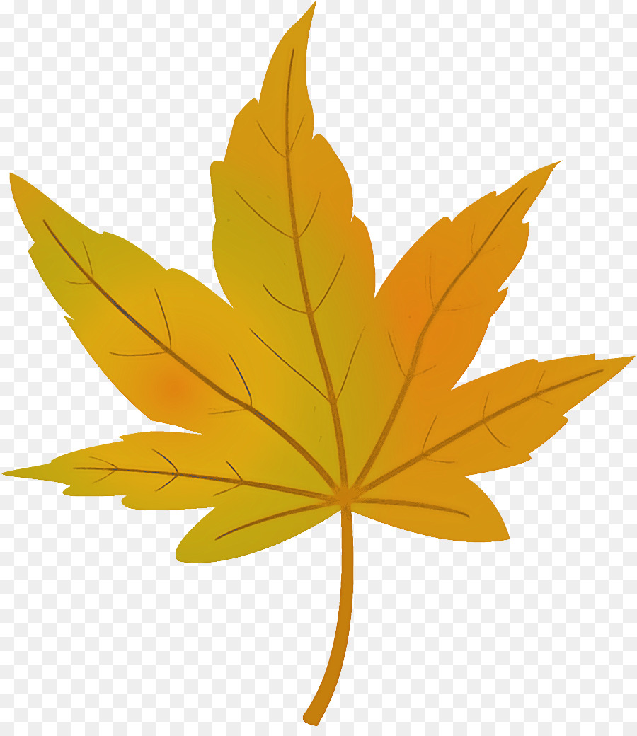 maple leaf autumn leaf yellow leaf