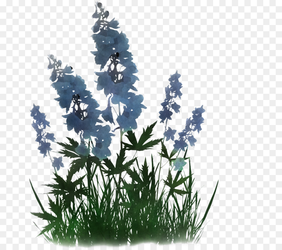 flower plant grass delphinium monkshood