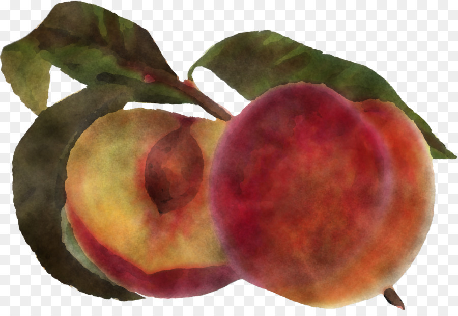 european plum fruit peach plant food