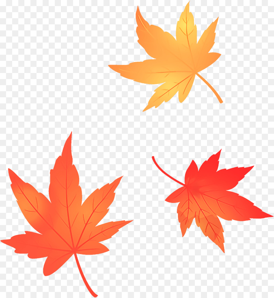foglie di acero foglie di autunno foglie di autunno - 